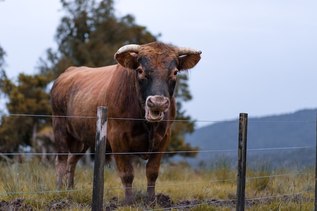 Touro de boca aberta perto das cercas em uma fazenda cercada por colinas e vegetação