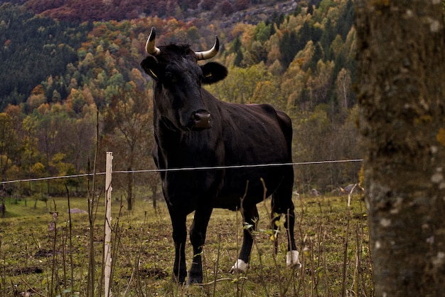 Foto grátis touro preto em uma fazenda cercada por montanhas cobertas de árvores