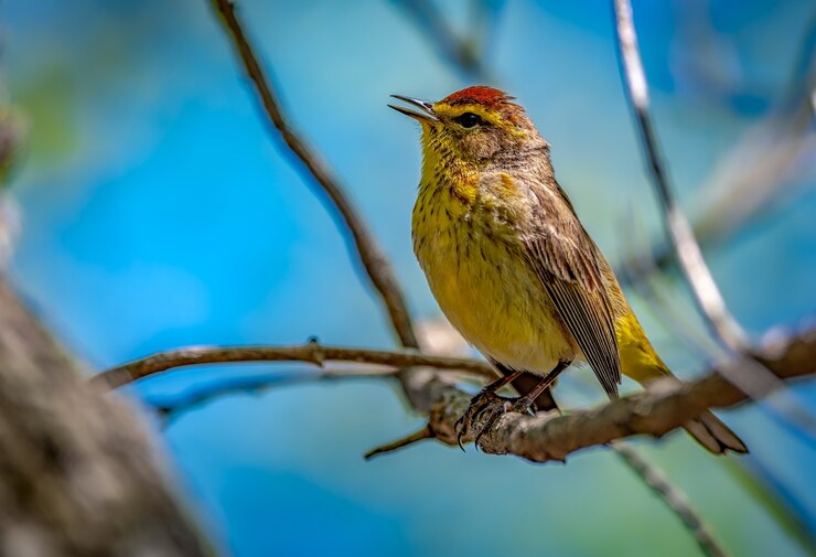 Foto grátis toutinegra da palma (setophaga palmarum)