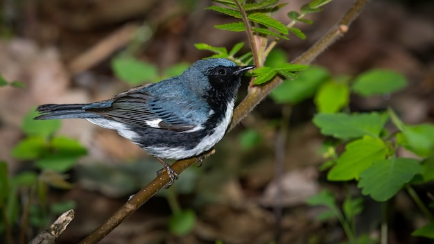 Foto grátis toutinegra de garganta negra