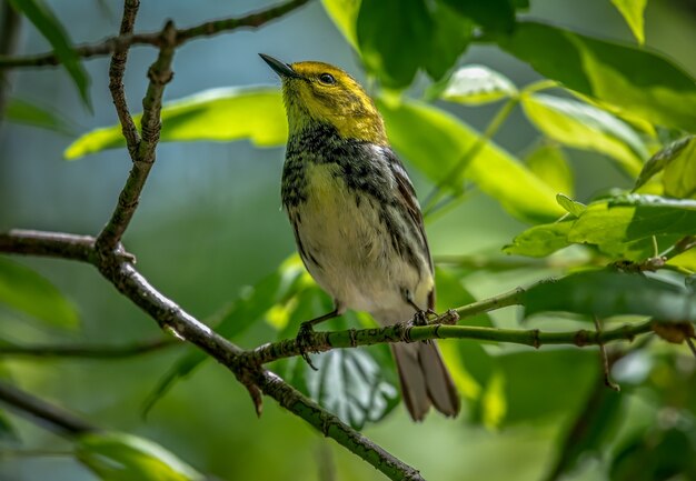 Toutinegra-de-garganta-preta (Setophaga virens)