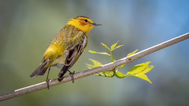 Foto grátis toutinegra de maio de cabo