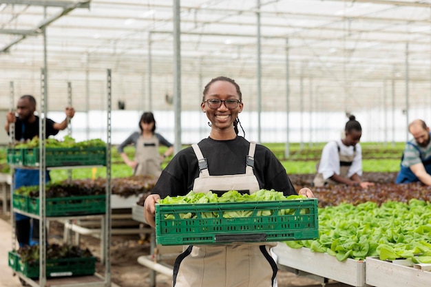 Trabalhador agrícola afro-americano feliz segurando uma caixa cheia de folhas verdes maduras ecológicas locais de colheita sustentável.