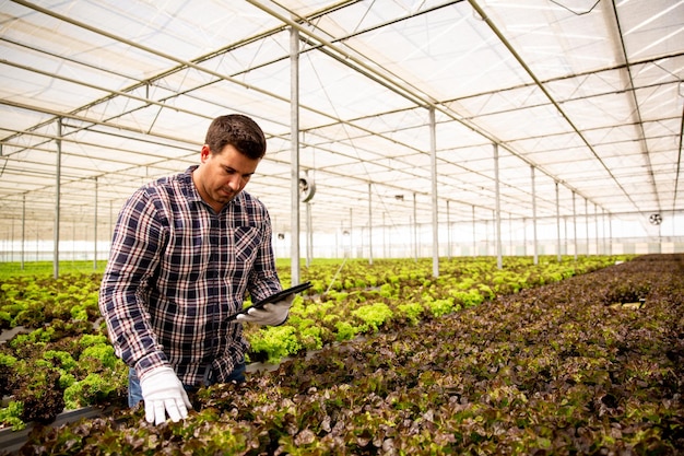 Foto grátis trabalhador com tablete na mão que controla a qualidade da salada. fundo de estufa