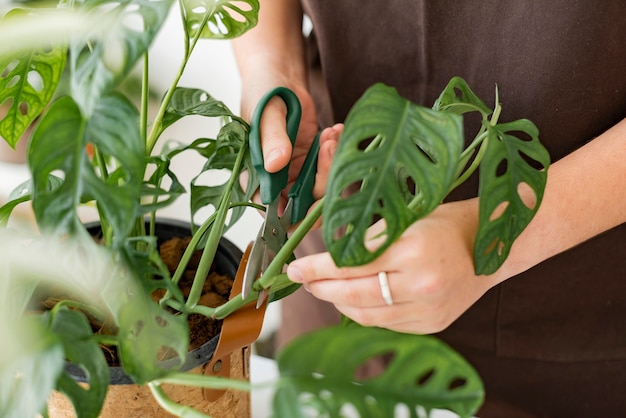 Trabalhador profissional em viveiro de plantas repotting uma planta