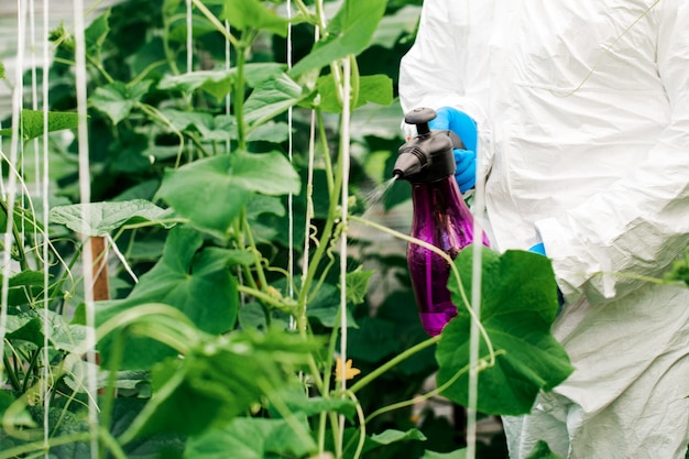 Trabalhador pulveriza pesticidas orgânicos nas plantas.