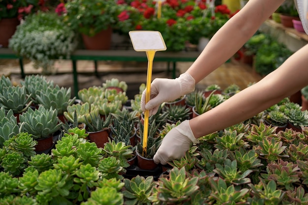 Trabalhadores monitoram o crescimento e o desenvolvimento de suculentas em casa de vegetação