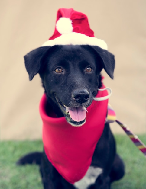 Traje de Natal do cão de estimação Animal bonito brincalhão