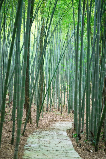 Trajeto através de uma floresta de bambu