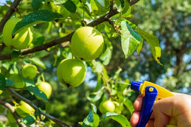 Tratamento profilático de ramos de macieira no verão com fungicida contra pragas