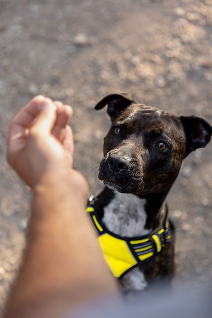 Treinador de cães ao ar livre com seu cachorro durante uma sessão