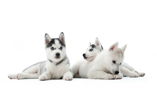 Três filhotes de cachorro husky siberiano engraçado, sentado no chão, brincando interessante, olhando para longe, esperando pela comida. Cães carregados como lobos com pelagem cinza e branca e olhos azuis.