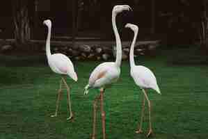 Foto grátis três flamingos brancos