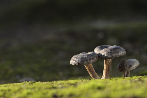 Foto grátis três fungos de lyophyllum littorina