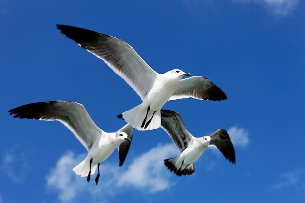 Três gaivotas voando no céu azul no México