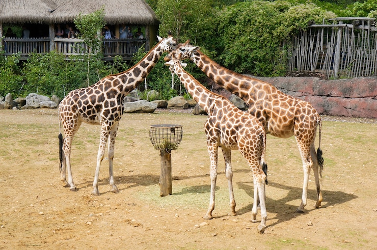 Foto grátis três girafas no zoológico durante o dia