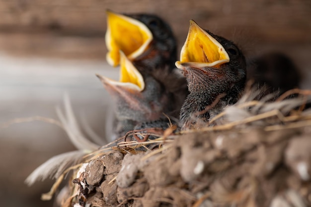 Três pequenos pássaros de andorinha no ninho. família de pássaros abrindo a boca para ser alimentada