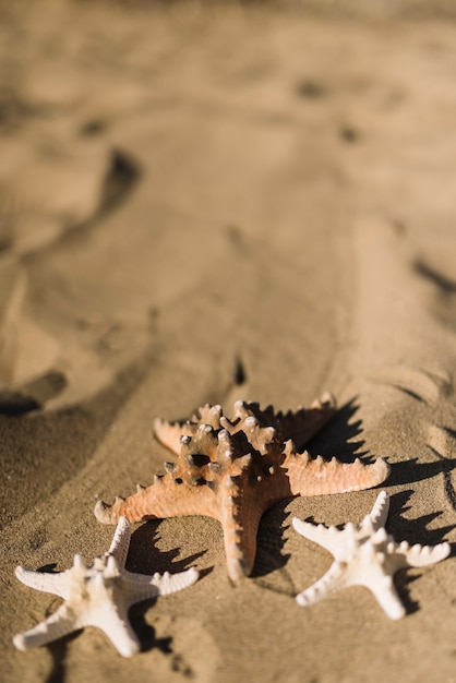 Três starfishes na areia