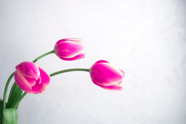 Três tulipas cor de rosa em fundo branco