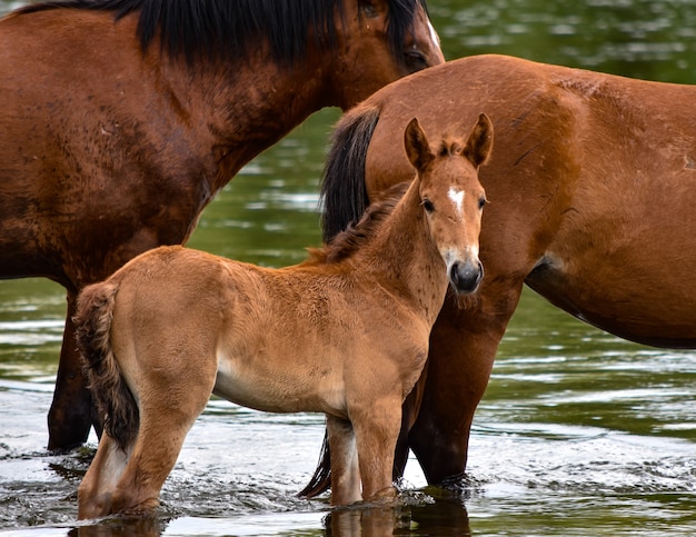 Foto grátis tribo de cavalos perto do lago