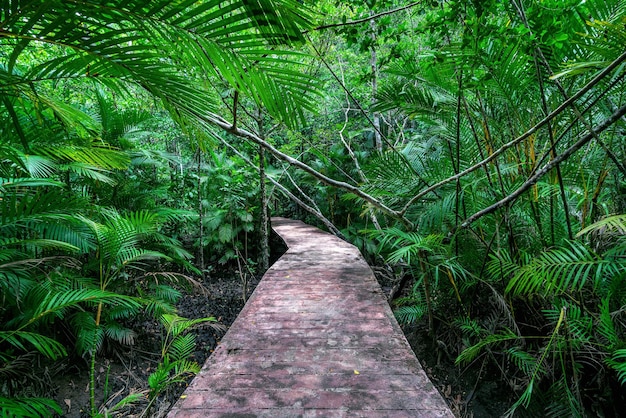 Trilha de concreto em um parque natural.