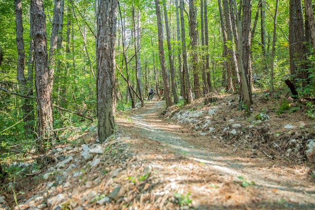 Trilha em declive com troncos finos de árvore em uma floresta