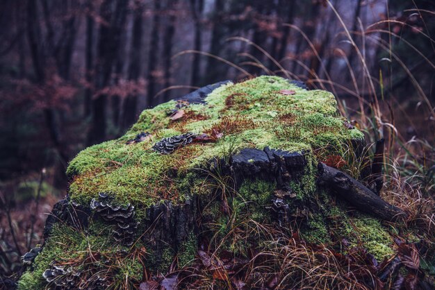 Tronco de árvore com musgo na floresta