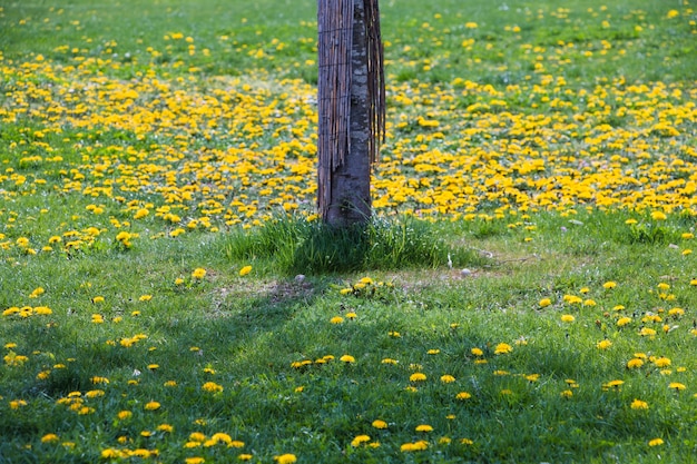 Tronco de árvore no campo verde