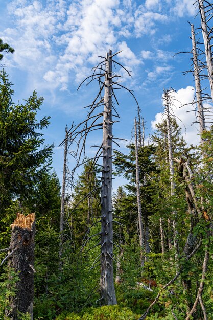 tronco nu na floresta