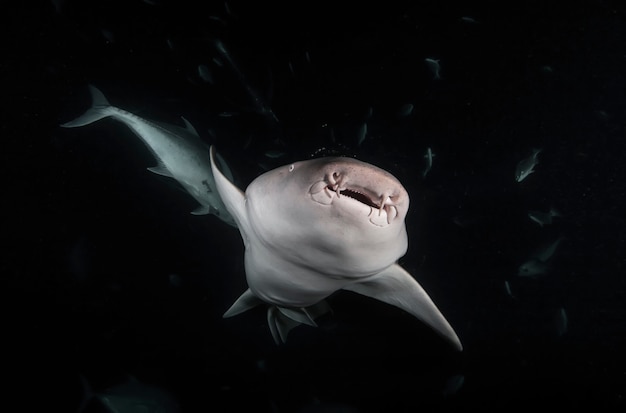 Tubarões-enfermeira tubarão nebrius na noite escura do oceano nada debaixo de água. tubarões na selva. vida marinha subaquática no oceano azul. observação do mundo animal. aventura de mergulho no caribe, costa de cuba