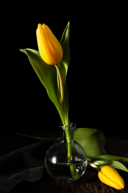 Tulipa amarela de alto ângulo em vaso