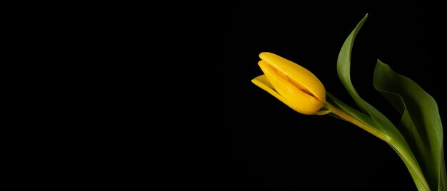 Tulipa amarela de cópia-espaço
