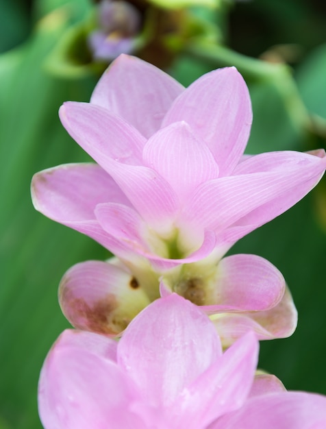 Tulipa cor-de-rosa de Sião