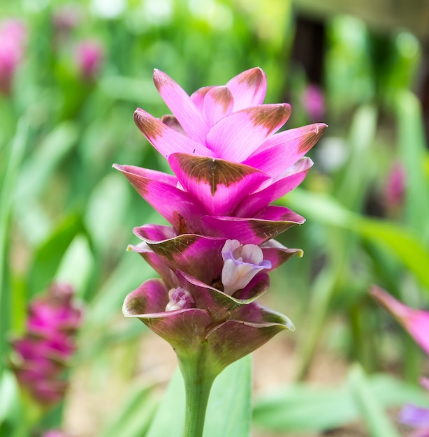 Tulipa cor-de-rosa de Sião