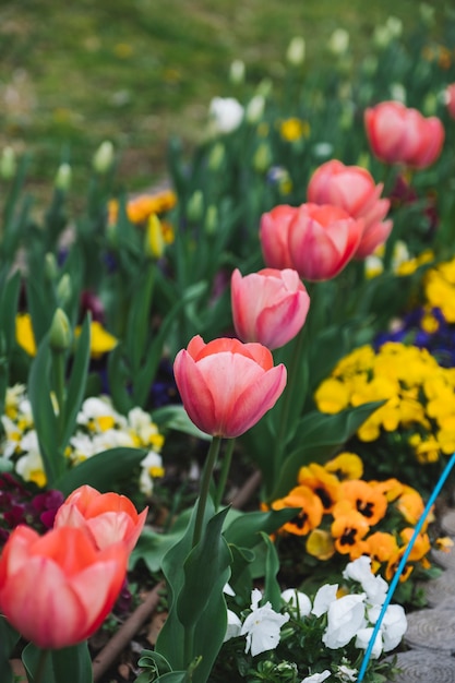 Foto grátis tulipa vermelha