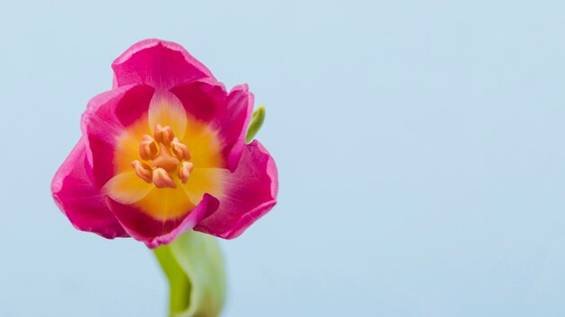Tulipa vista superior