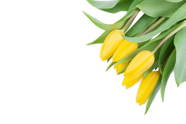 Foto grátis tulipas amarelas com espaço em branco