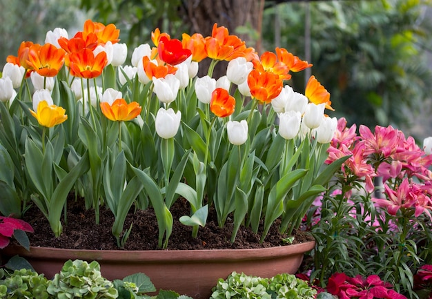 Tulipas coloridas em uma panela de flores