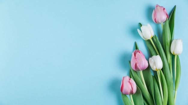 Tulipas cor de rosa e brancas frescas sobre fundo liso azul