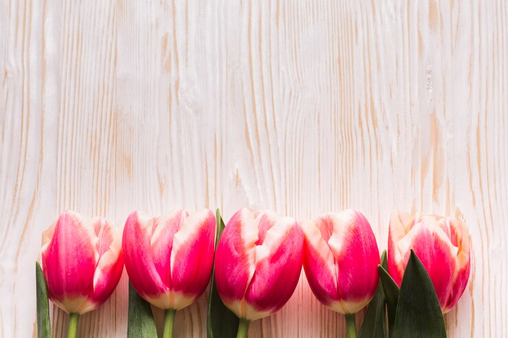 Foto grátis tulipas planas leigos na mesa
