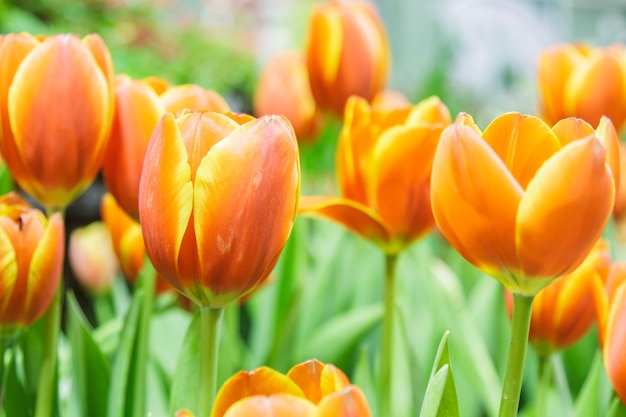 Foto grátis tulipas