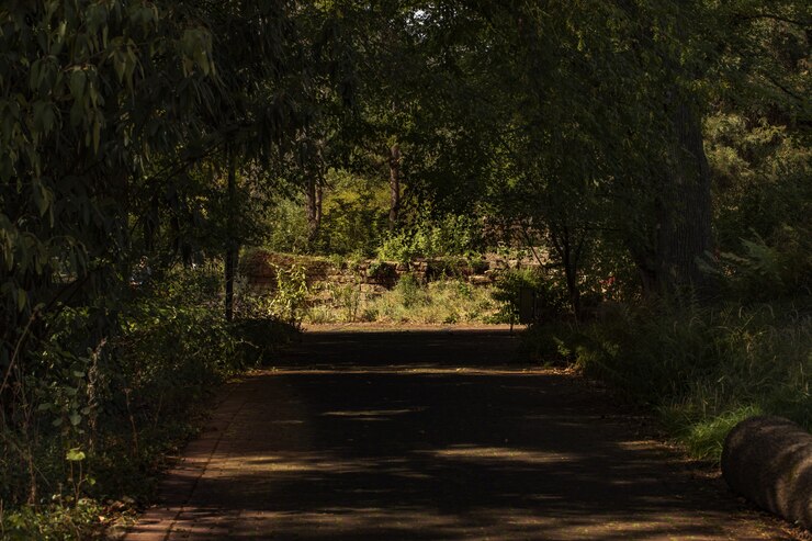 Foto grátis túnel verde de árvores caindo sombra sombra no chão em um dia ensolarado