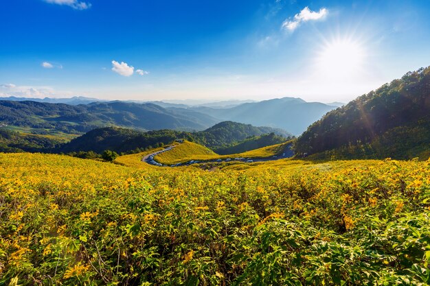 Tung Bua Tong Campo de girassol mexicano na província de Mae Hong Son, na Tailândia.