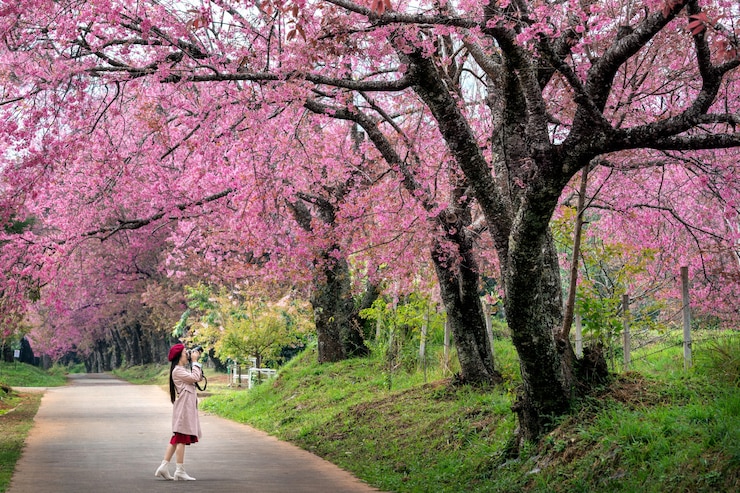 Foto grátis turista tira uma foto em flor de cerejeira rosa na primavera