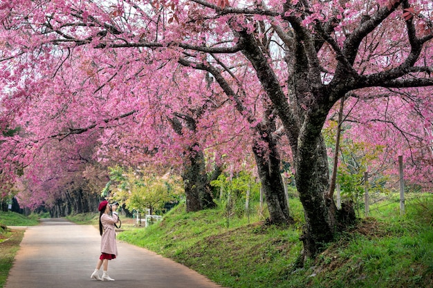 Turista tira uma foto em flor de cerejeira rosa na primavera