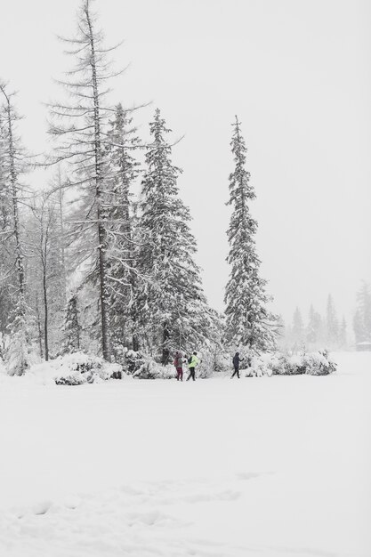 Turistas andando na floresta de inverno