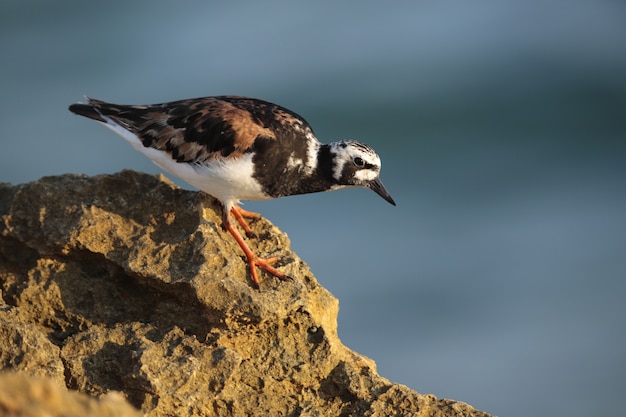 Turnstone Ruddy adulto Arenaria interpres