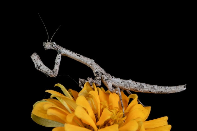 Twig mantis popa spurca em flor amarela com fundo preto