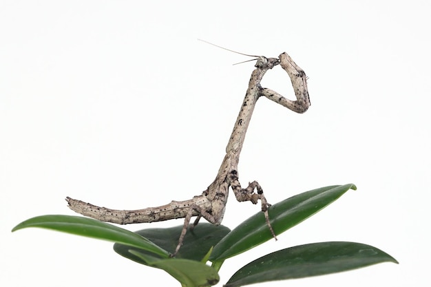 Twig mantis popa spurca em fundo branco