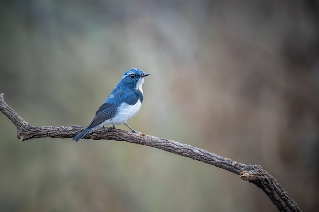 Foto grátis ultramarine flycatcher, ficedula superciliaris